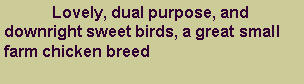 Text Box: 	Lovely, dual purpose, and  downright sweet birds, a great small farm chicken breed