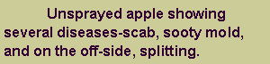 Text Box: 	Unsprayed apple showing several diseases-scab, sooty mold, and on the off-side, splitting. 