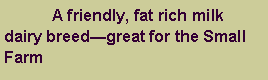 Text Box: 	A friendly, fat rich milk dairy breed—great for the Small Farm