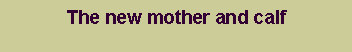 Text Box: The new mother and calf
